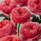 Rosa de Jardín Candy X-Pression