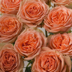 Rosa de Jardín Country Home