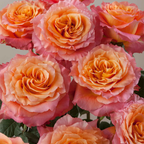 Rosa de Jardín Free Spirit