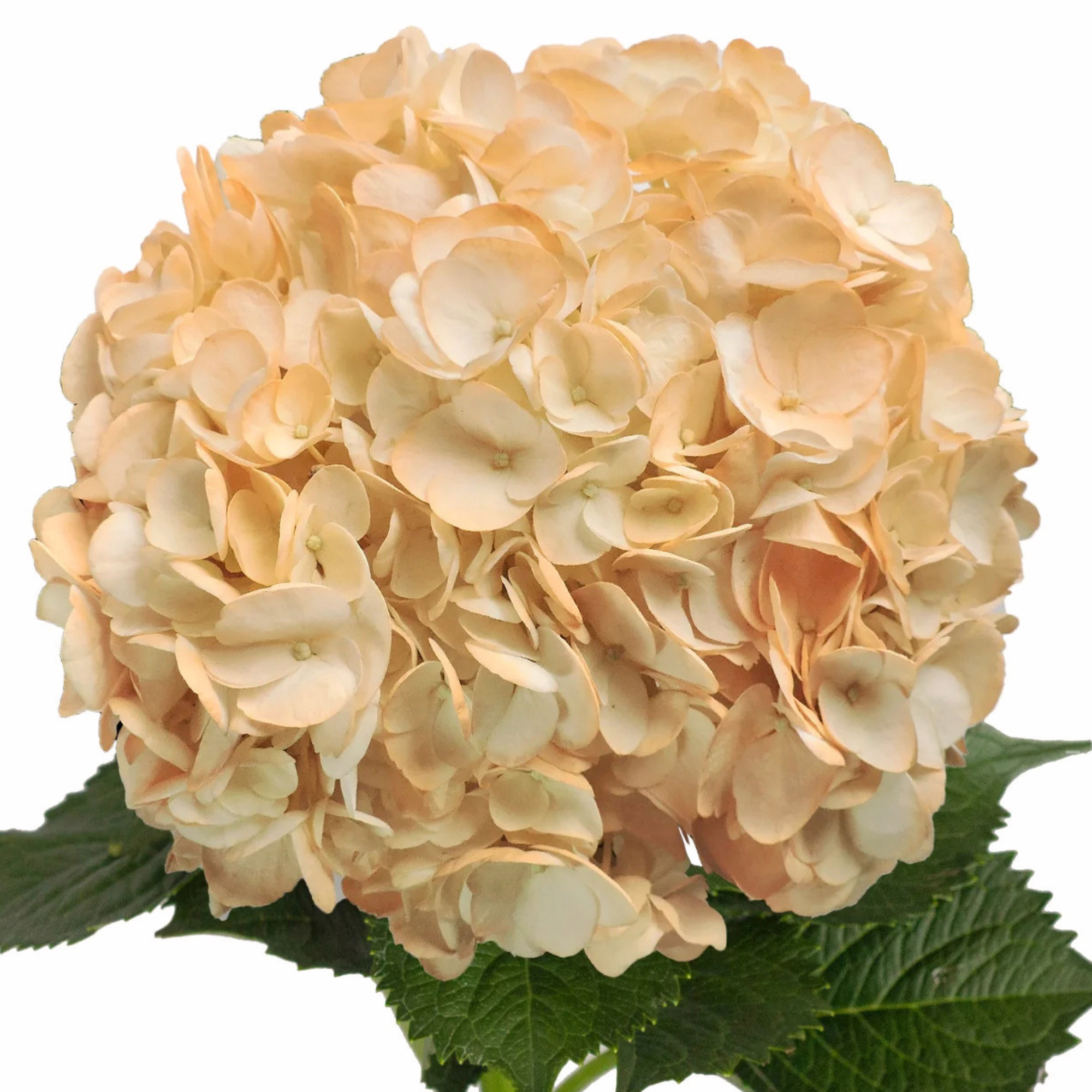 Hortensia Peach