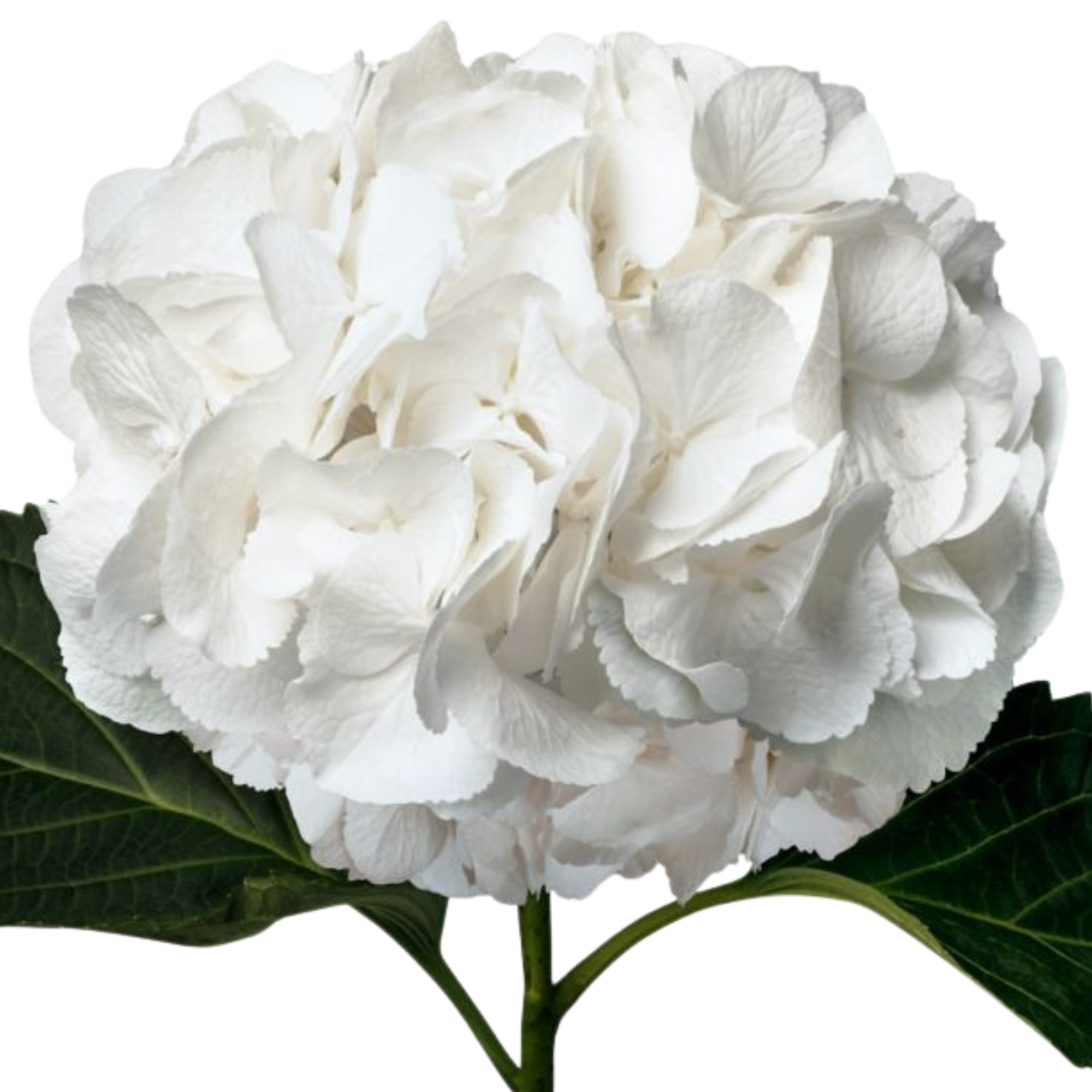 Hortensia Blanca
