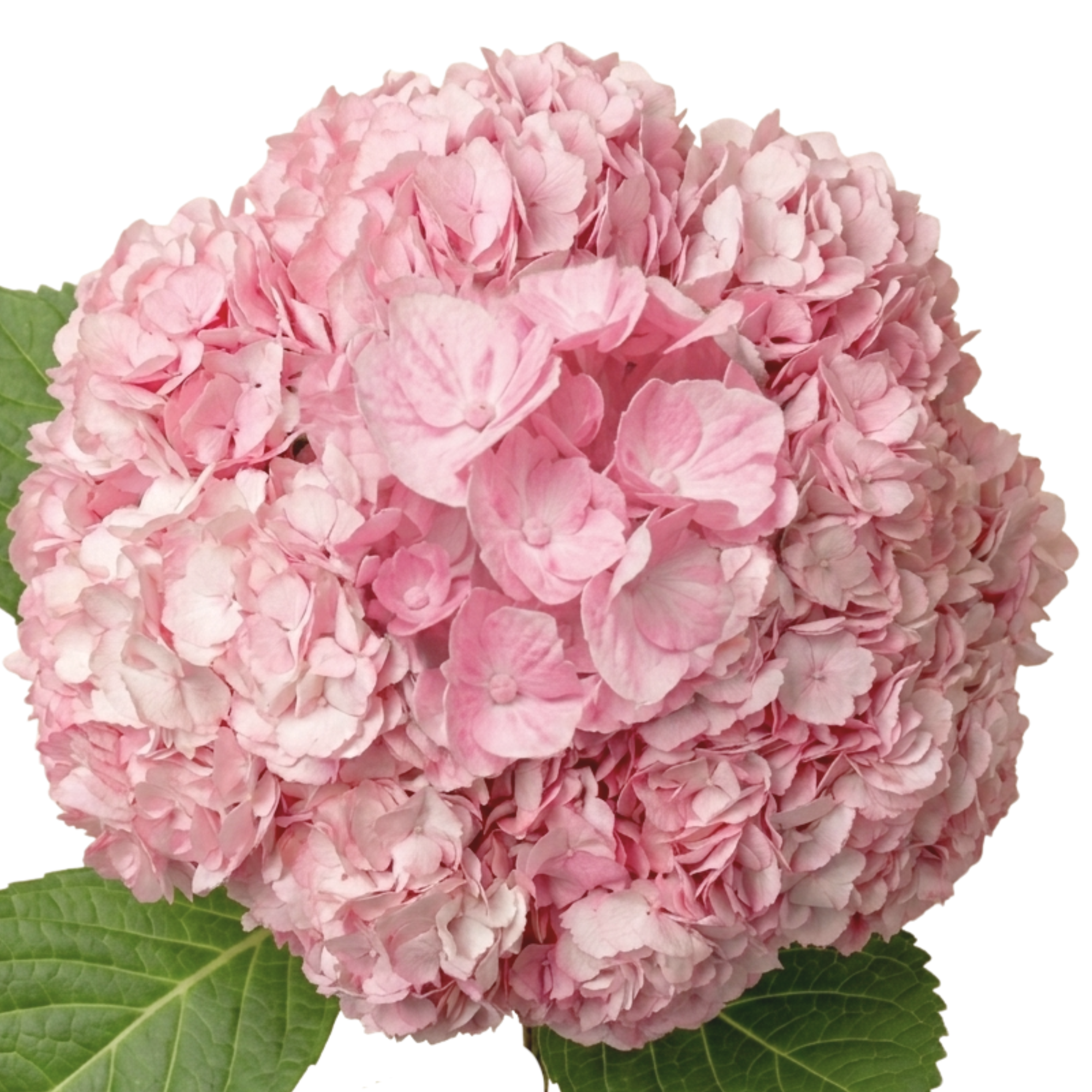 Hortensia Rosa Claro