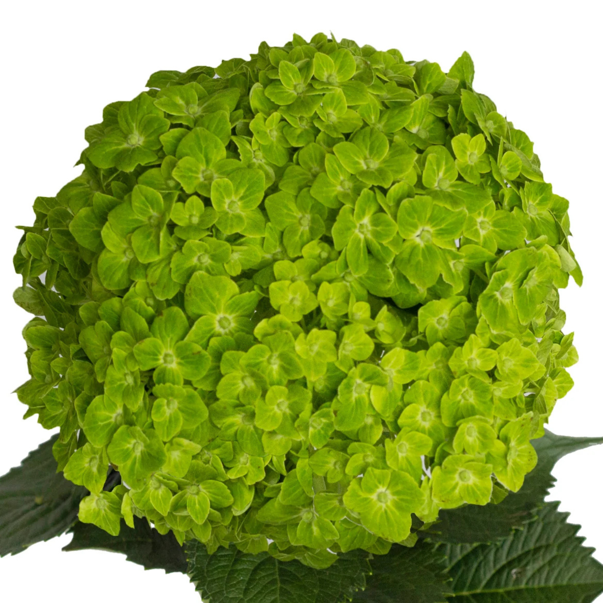 Hortensia Verde Fuerte
