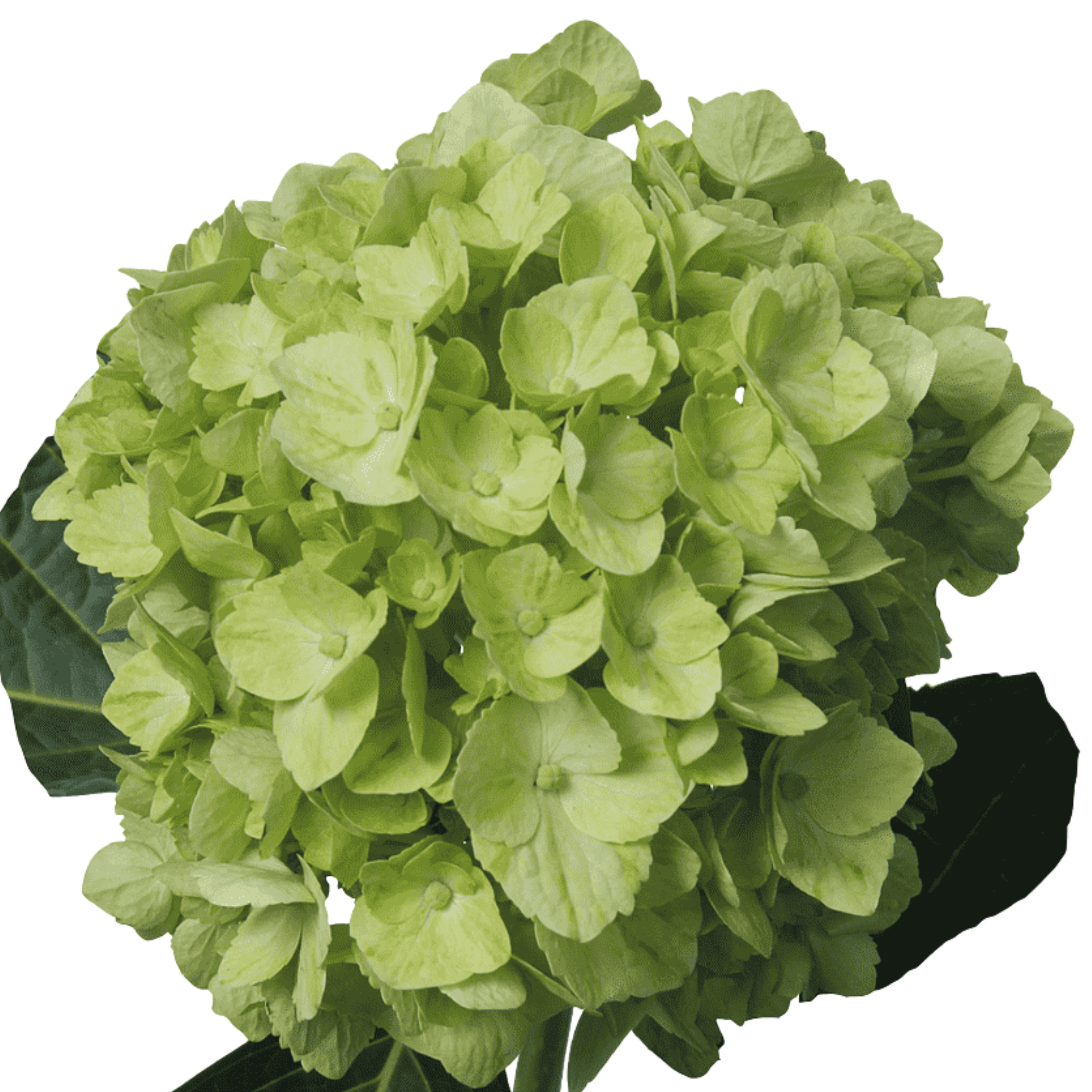 Hortensia Verde Claro