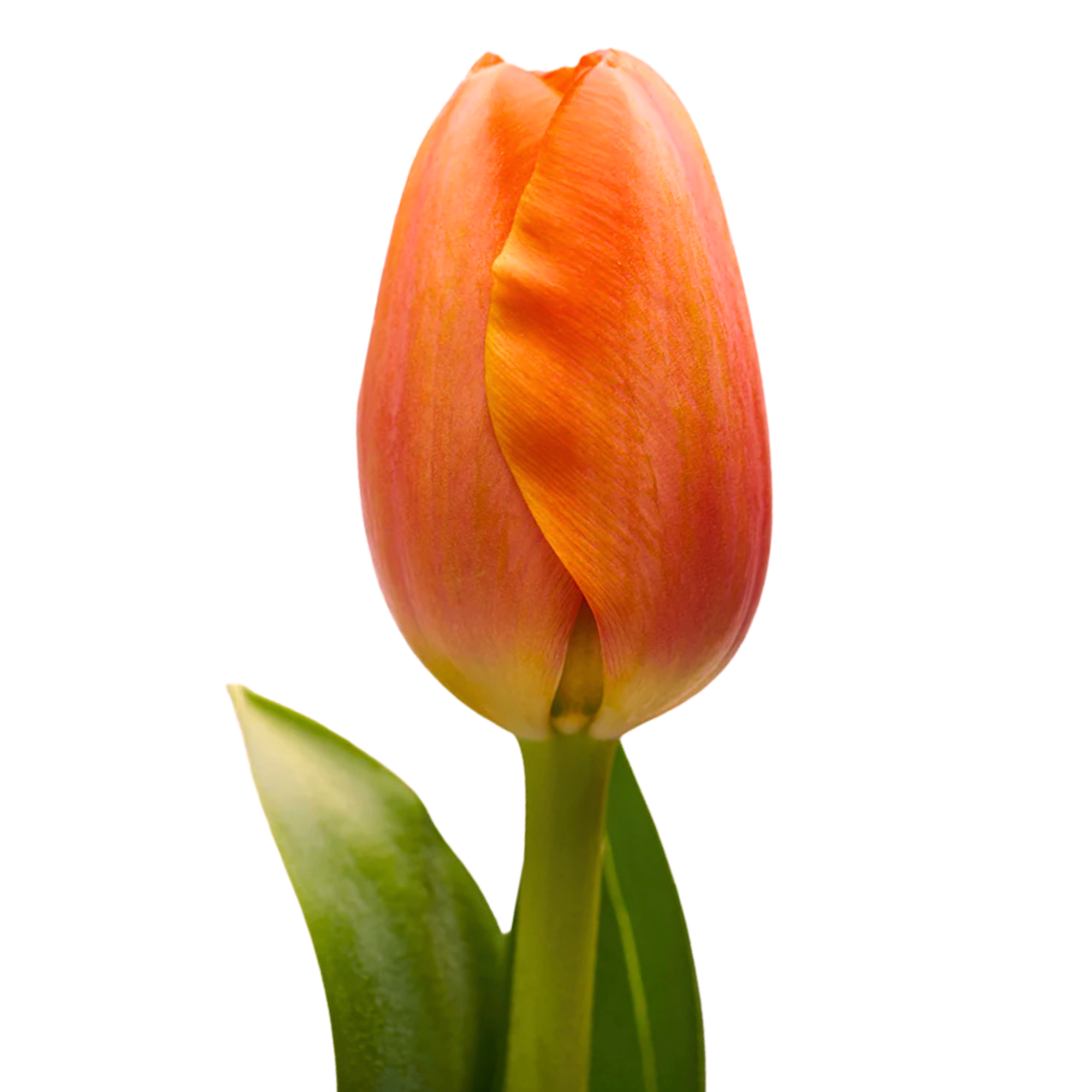 Tulipán Naranja