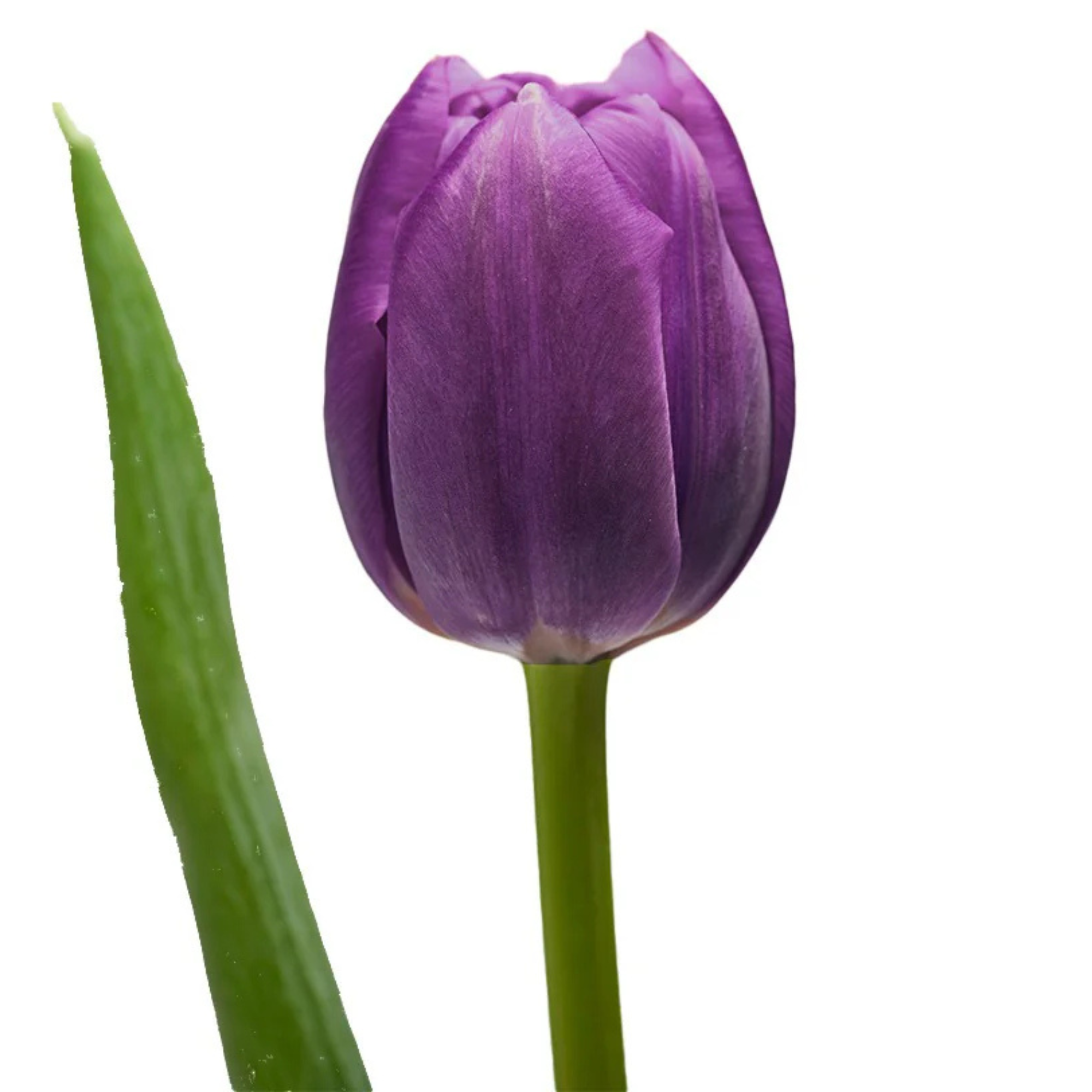 Tulipán Morado