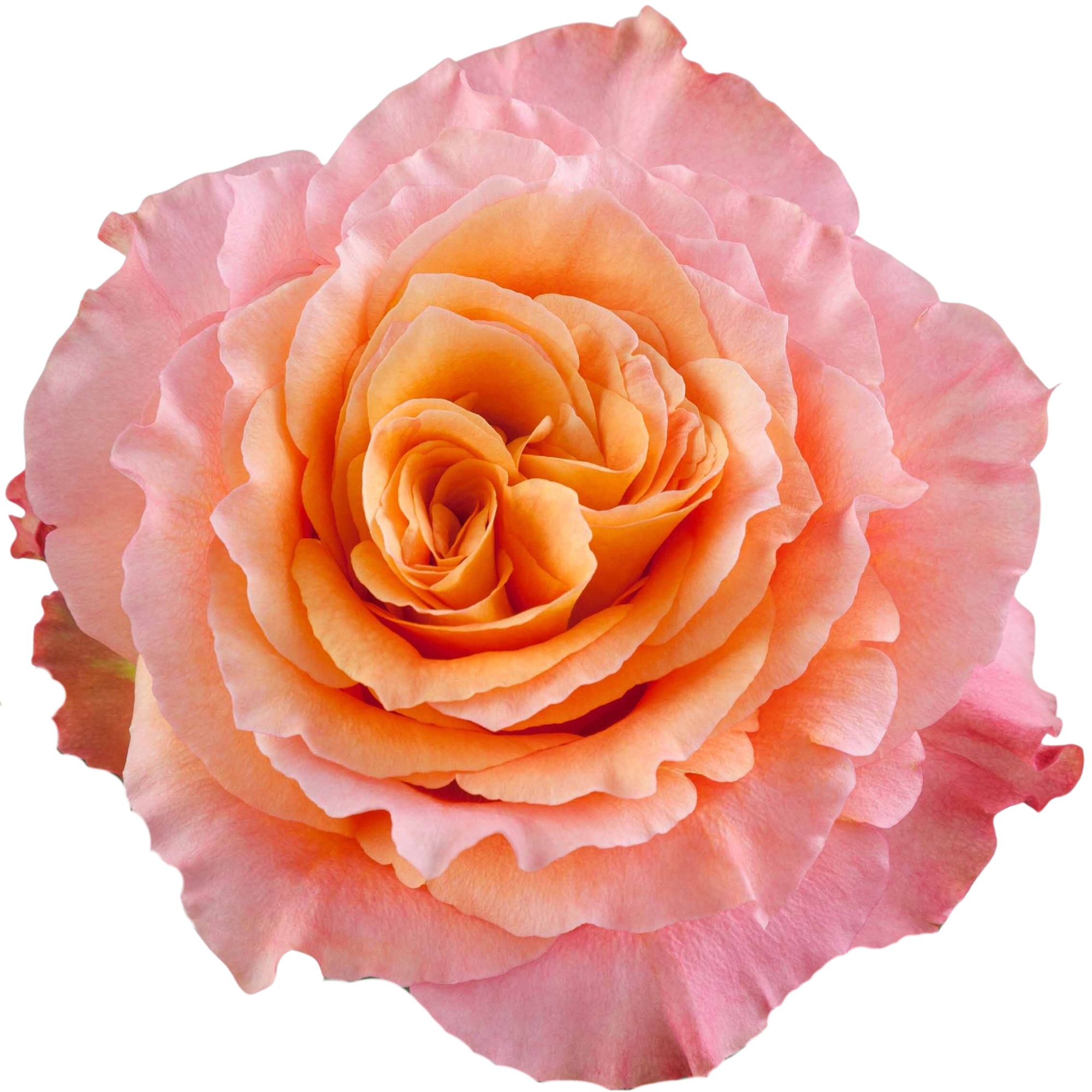 Rosa de Jardín Free Spirit