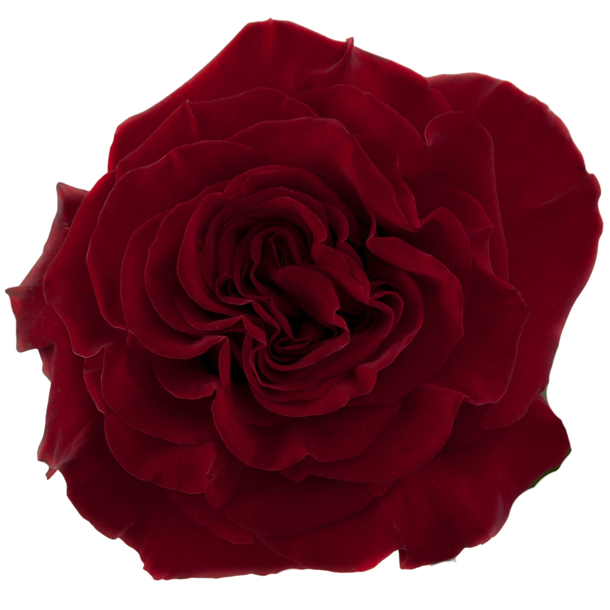 Rosa de Jardín Hearts