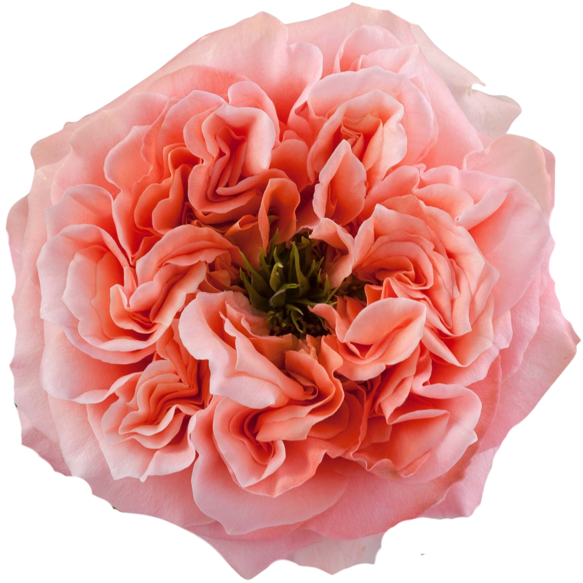 Rosa de Jardín Mandarin X-Pression