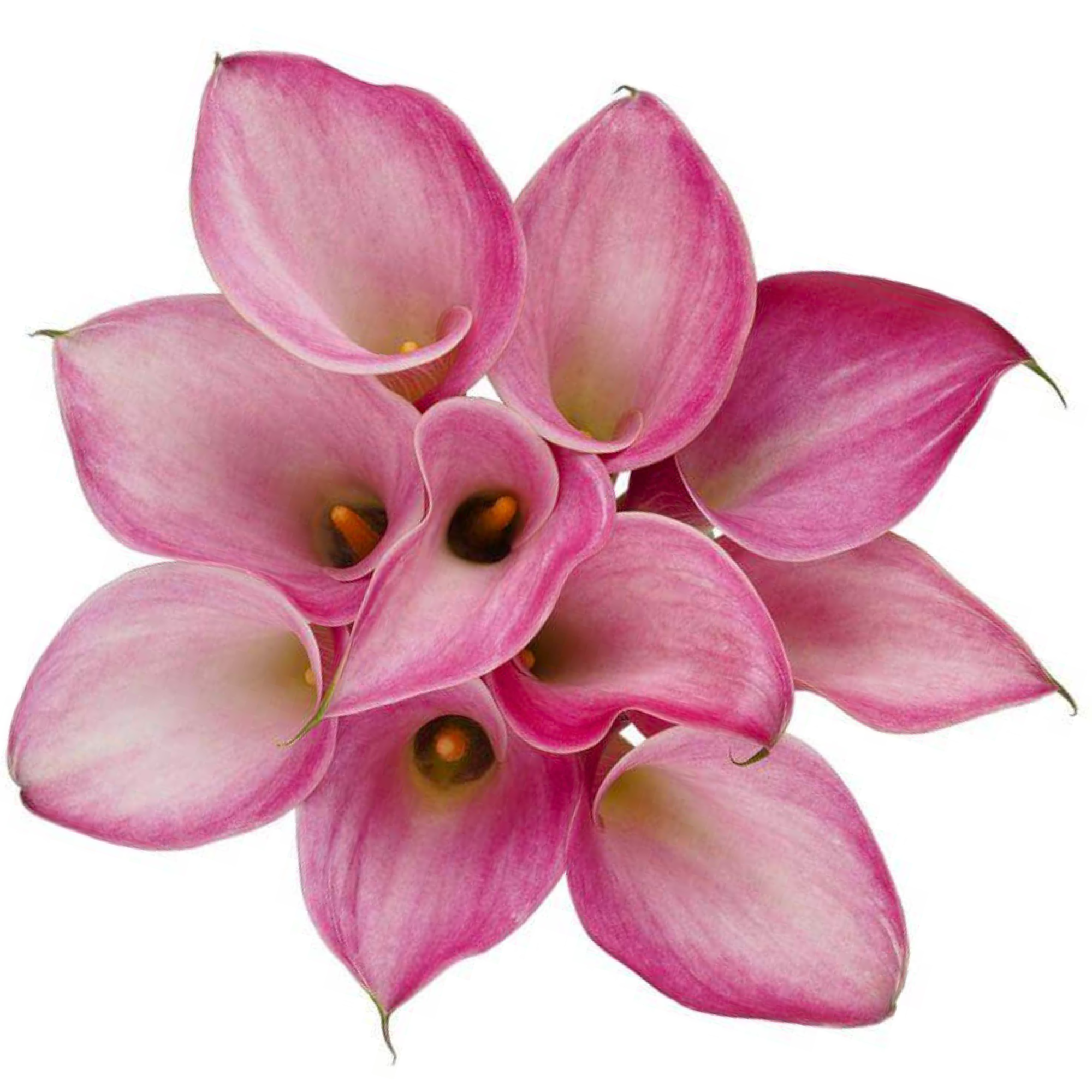 Calla Lily Fantasia