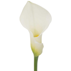 Calla Lily Ventura