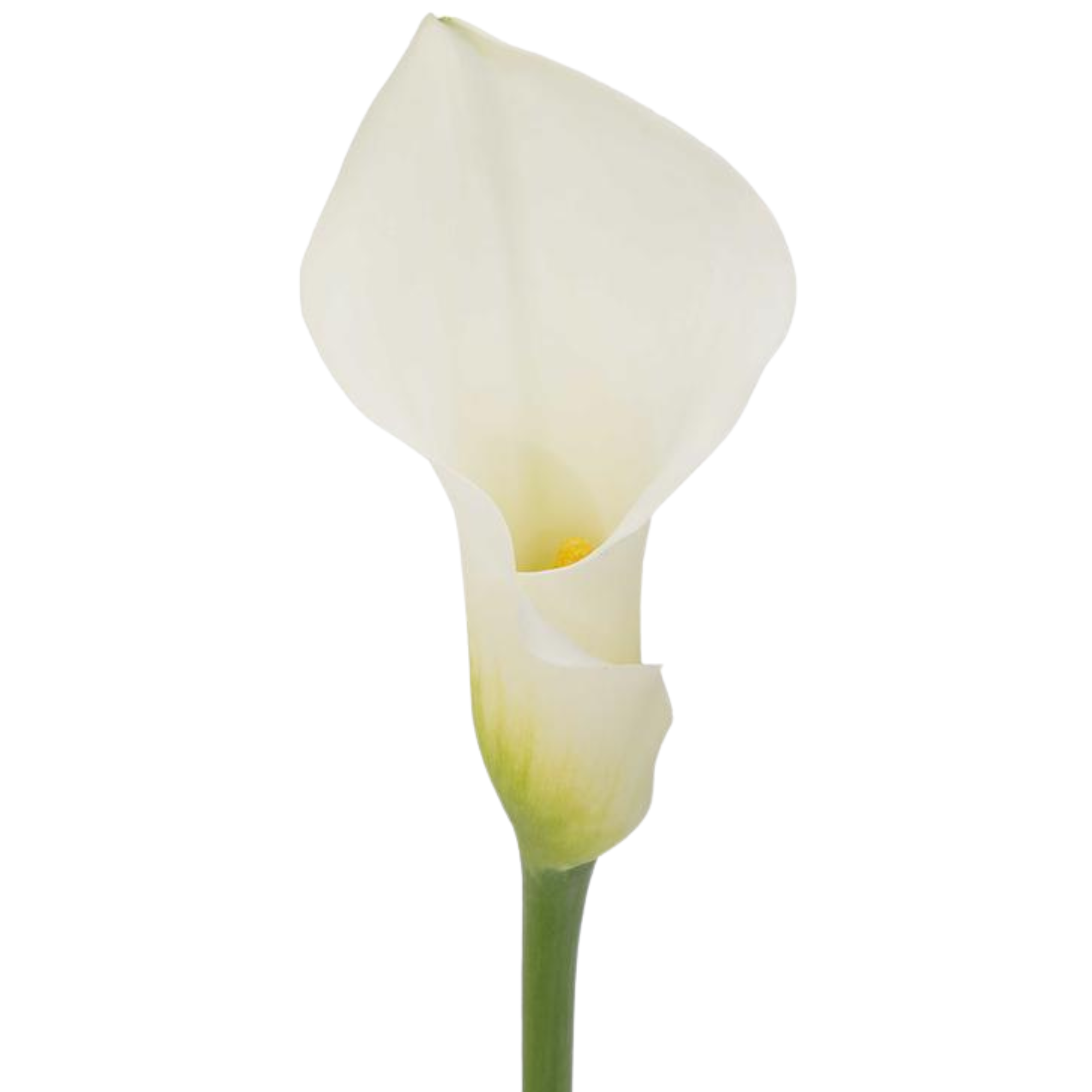 Calla Lily Ventura