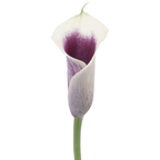 Calla Lily Picasso