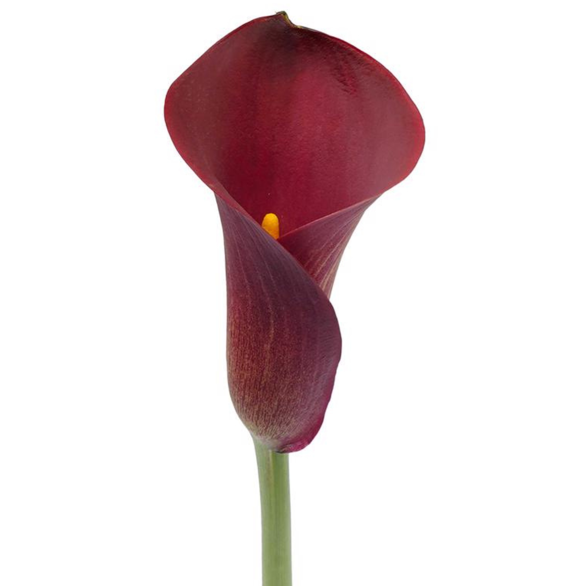 Calla Lily Cherry Love