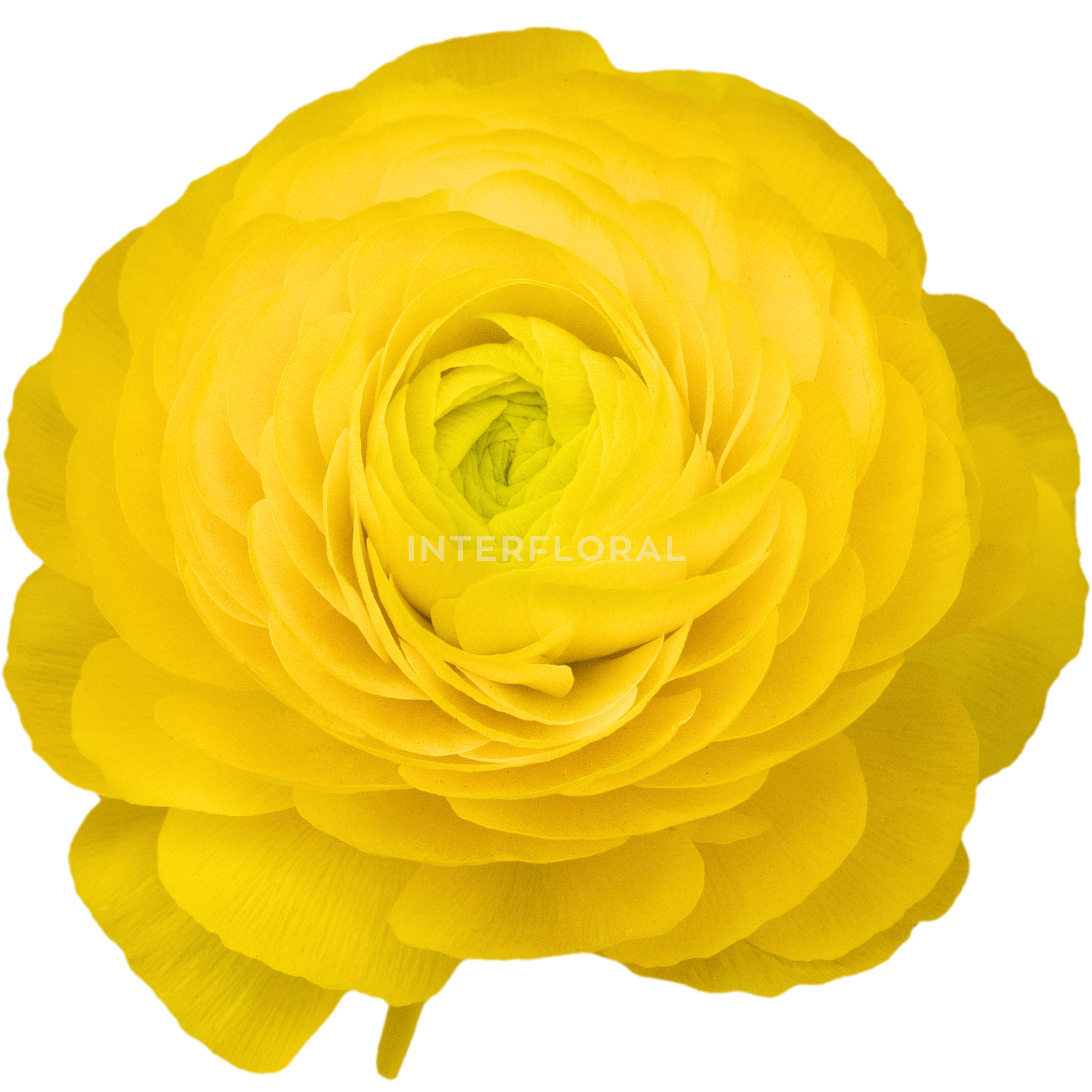 Ranunculus Elegance Amarillo