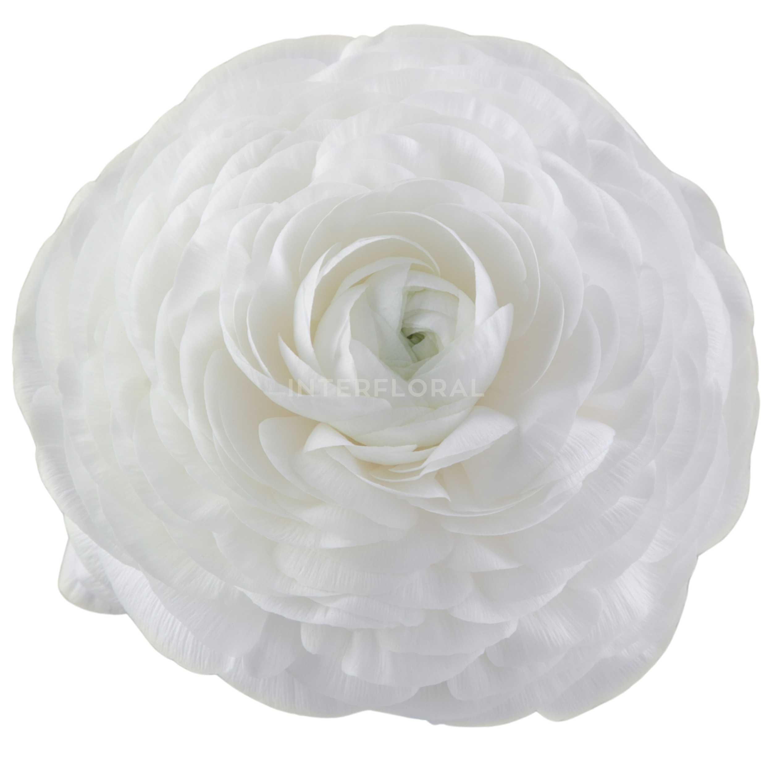 Ranunculus Elegance Blanco