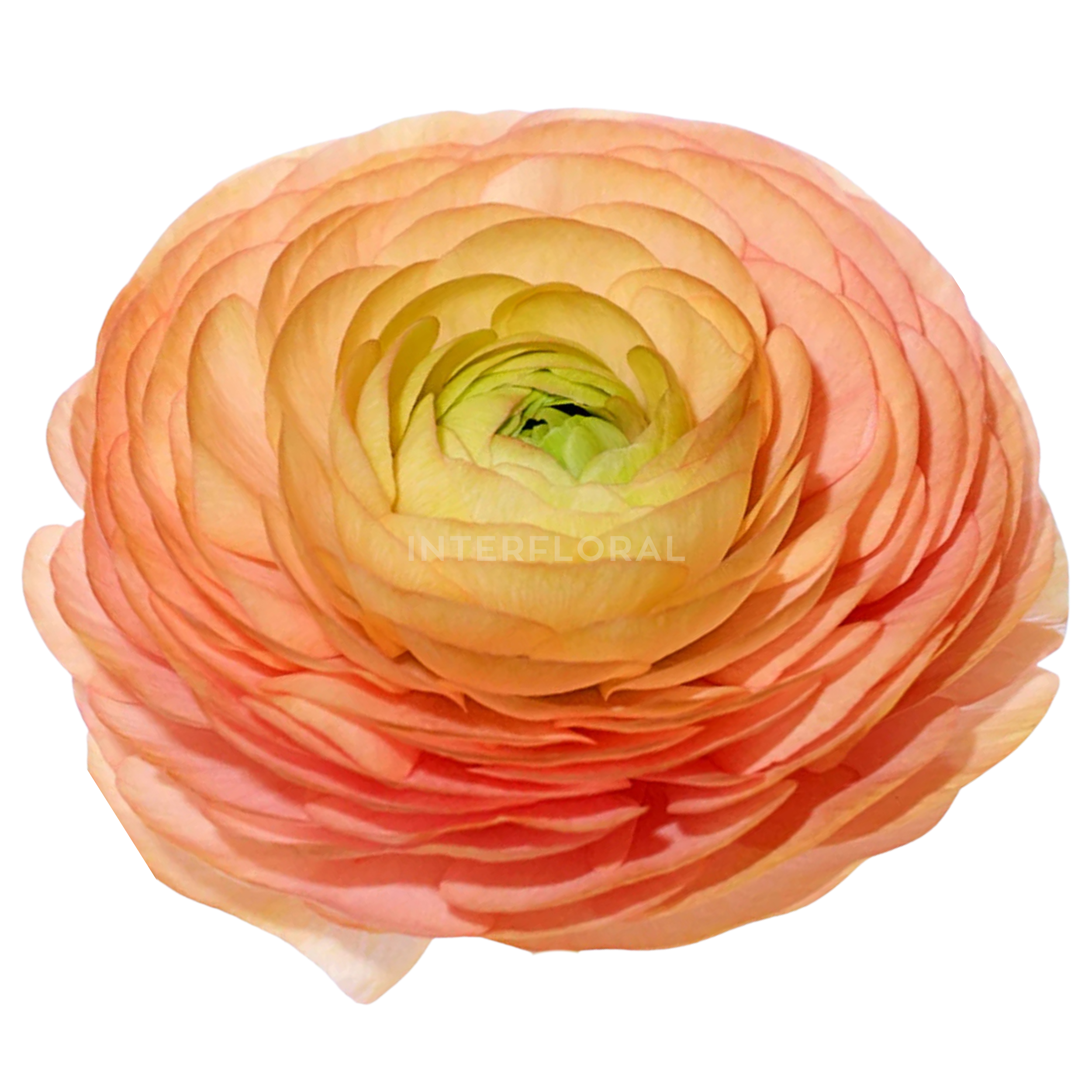 Ranunculus Elegance Durazno