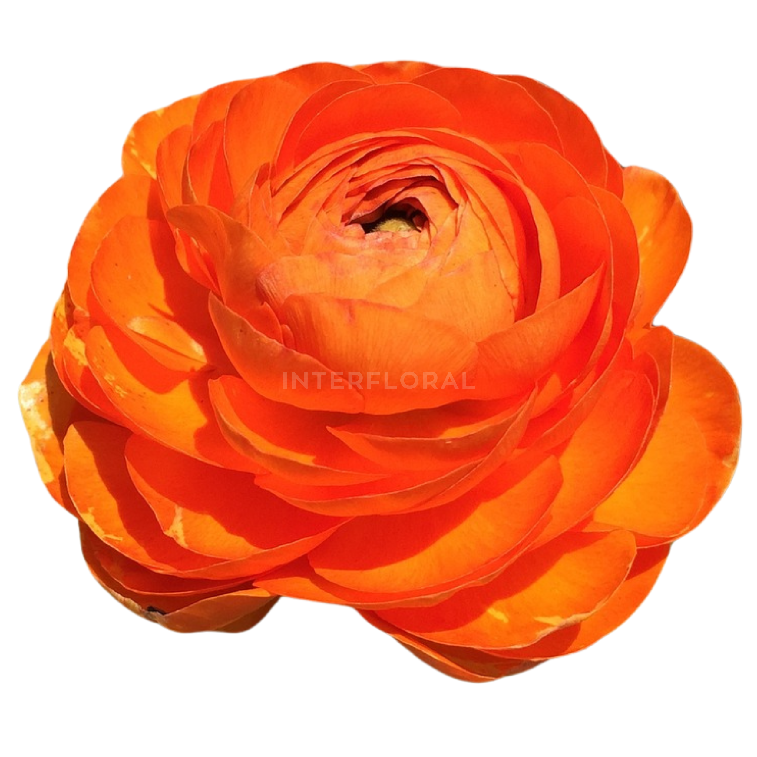 Ranunculus Elegance Naranja