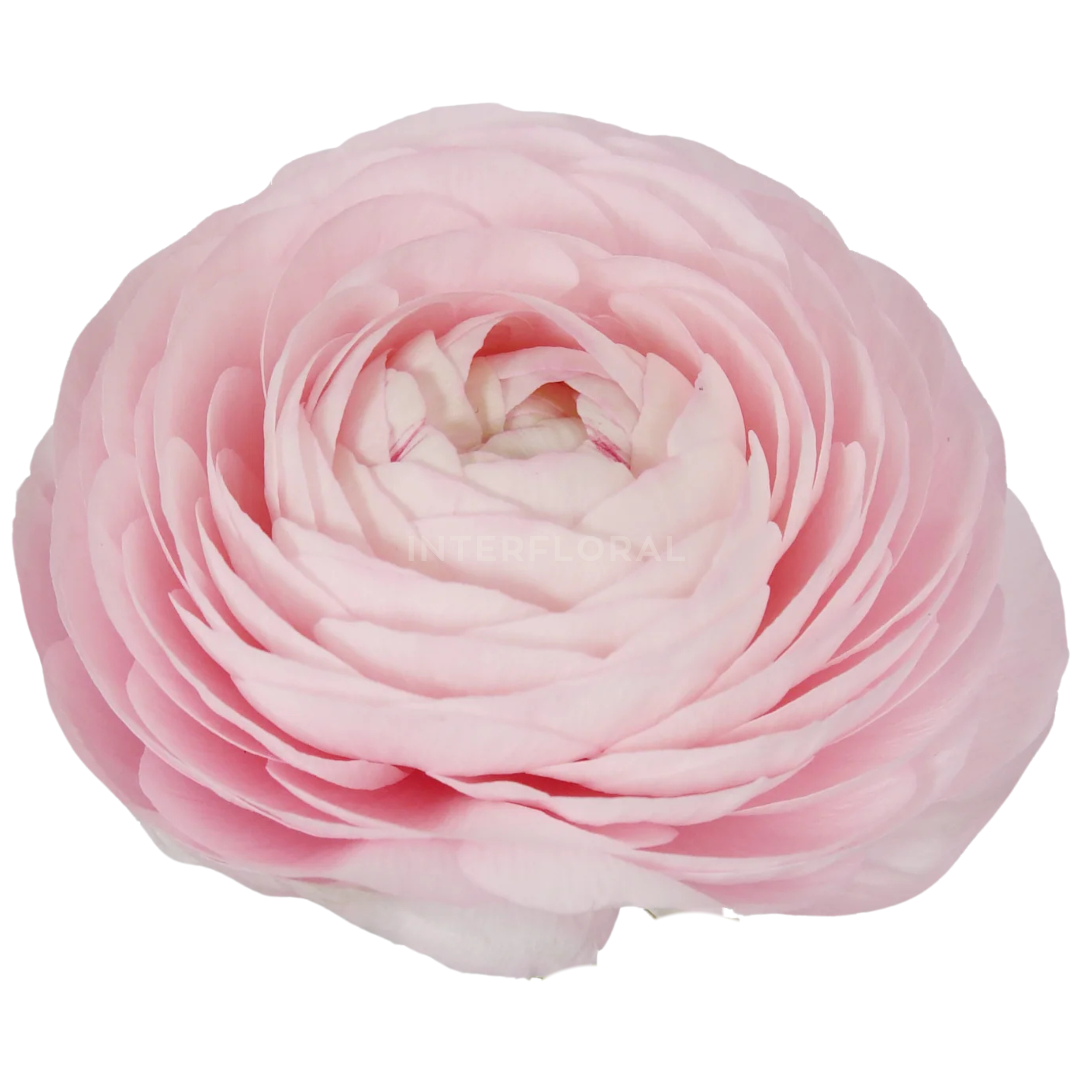 Ranunculus Elegance Rosa Claro