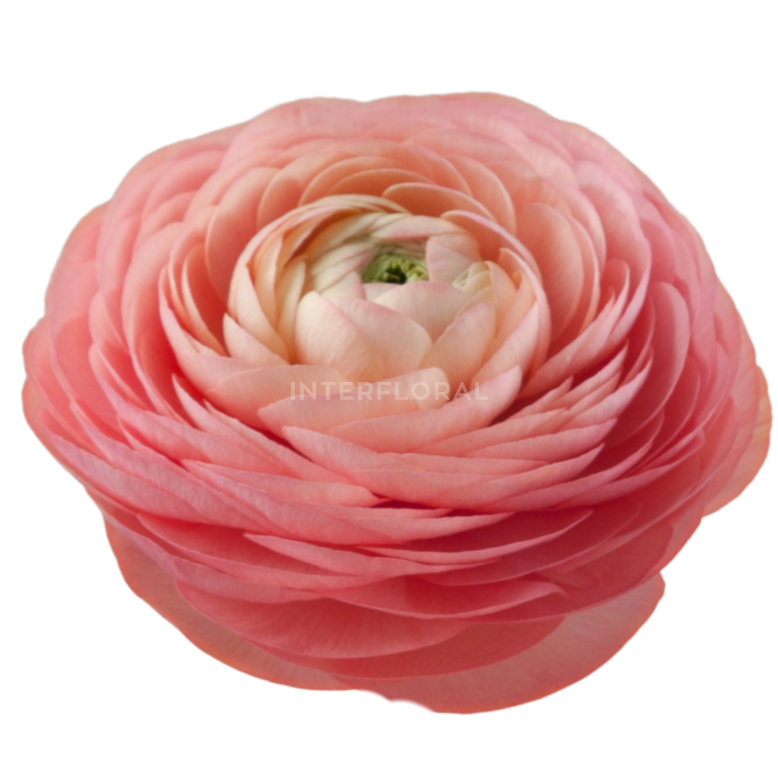 Ranunculus Elegance Salmon