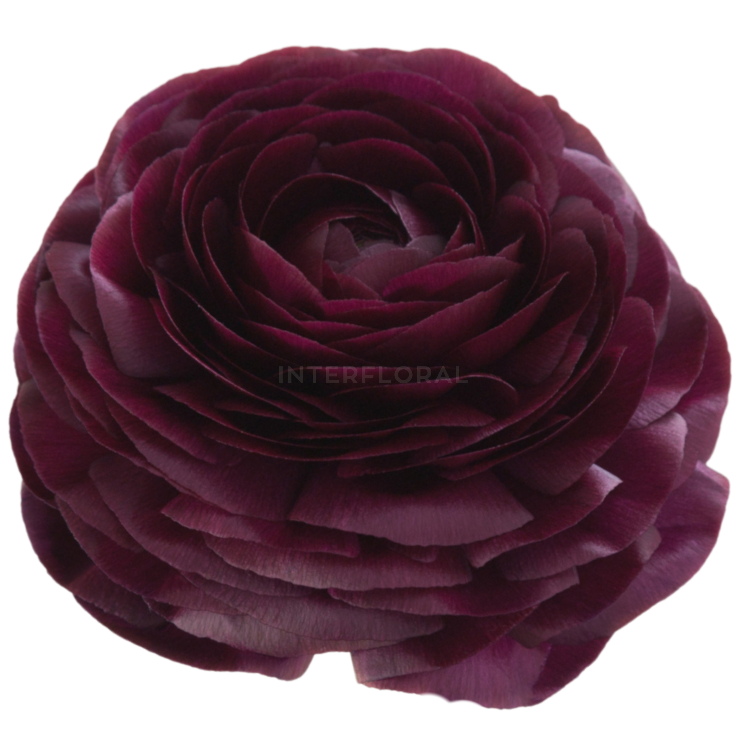 Ranunculus Elegance Vino