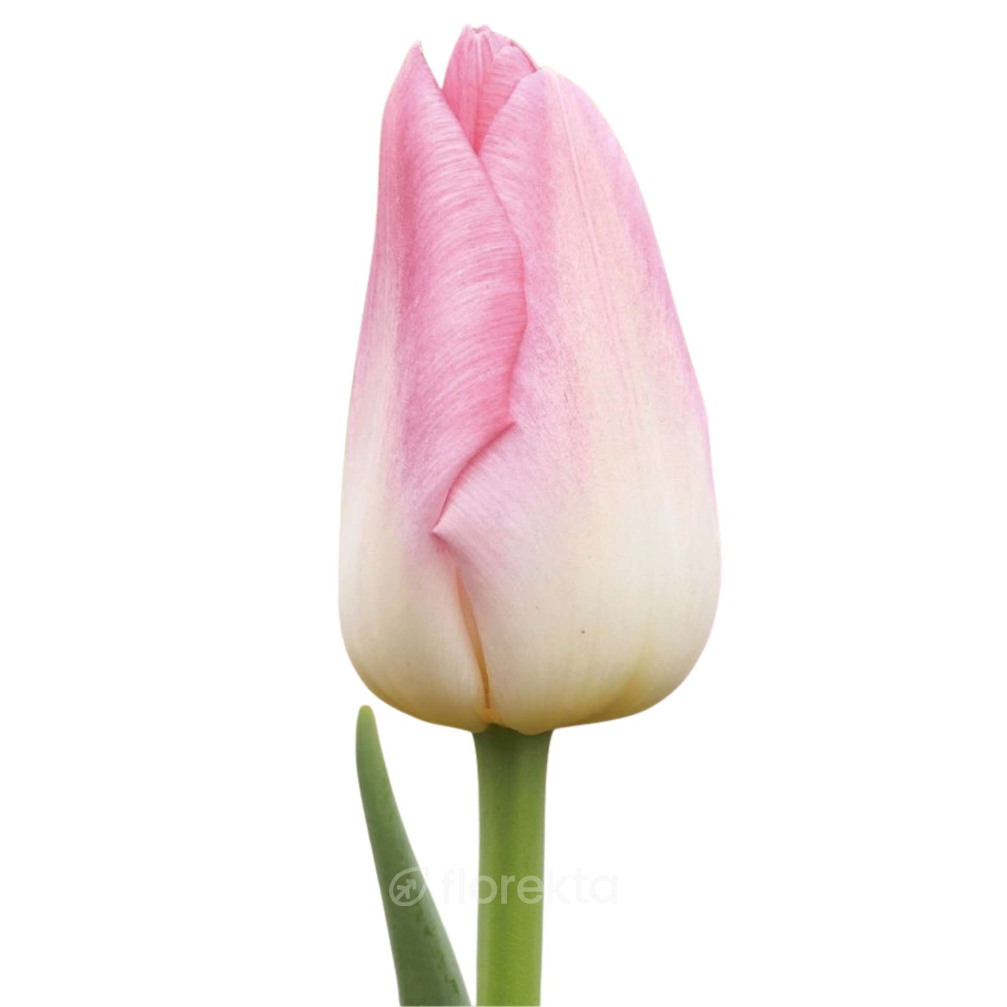 Tulipán Rosa Claro