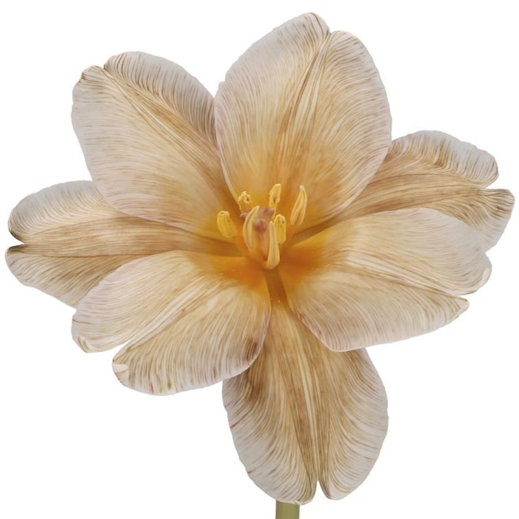 Tulipán Tintado Soft Caramel