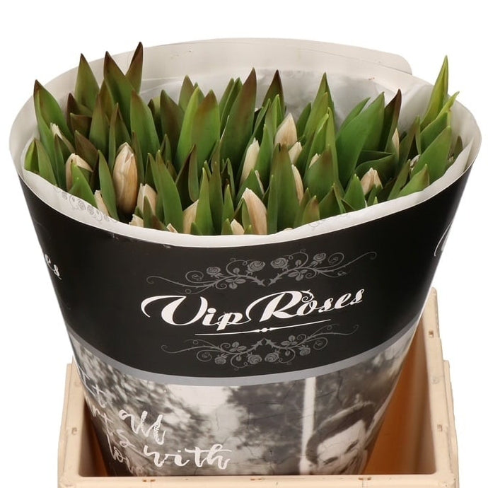 Tulipán Tintado Soft Caramel