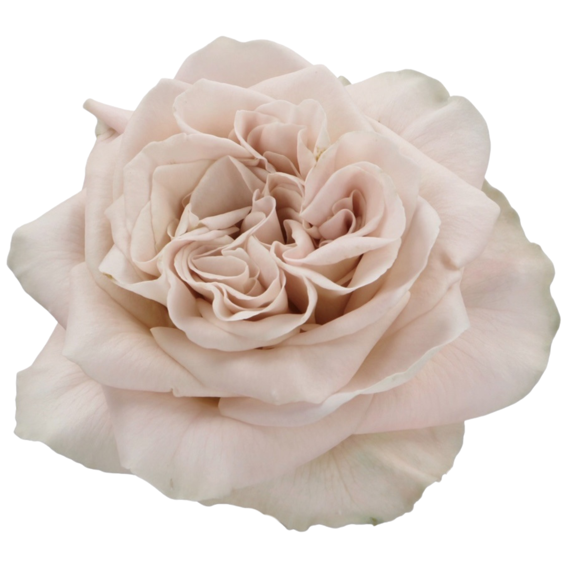 Rosa Westminster Abbey