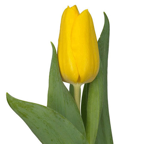 Tulipán Amarillo